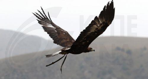 Ο πόλεμος στη Μ. Ανατολή διαταράσσει τα ταξίδια απειλούμενων αετών προς Αφρική