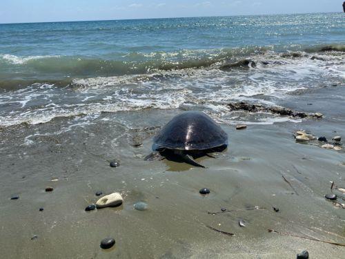 Half of Cyprus beaches may be destroyed in 50 years, Dr G. Zittis tells CNA