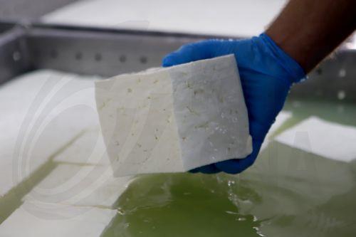 Ανησυχία πως η συνέχιση θανατώσεων θα επηρεάσει επάρκεια γάλακτος εκφράζει μέσω του ΚΥΠΕ ο Σύνδεσμος Τυροκόμων