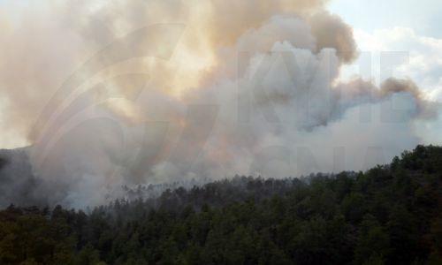 Υπό πλήρη έλεγχο δασική πυρκαγιά κοντά στην Αναρίτα στην Πάφο