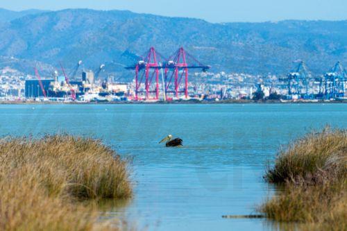 Συμμερίζονται ανησυχίες για κεραίες στο Ακρωτήρι, λένε Terra Cypria, BirdLife Cyprus