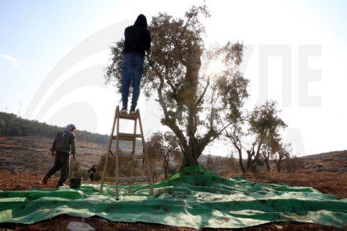 Παλαιστίνιος σκοτώθηκε σε επίθεση Ισραηλινών εποίκων κατά τη συγκομιδή ελιάς