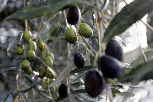 Increase in olive oil prices continues in EU, slows down in Cyprus