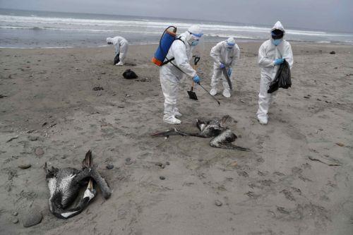 Σχεδόν 22.000 θαλασσοπούλια νεκρά στο Περού από τη γρίπη των πτηνών