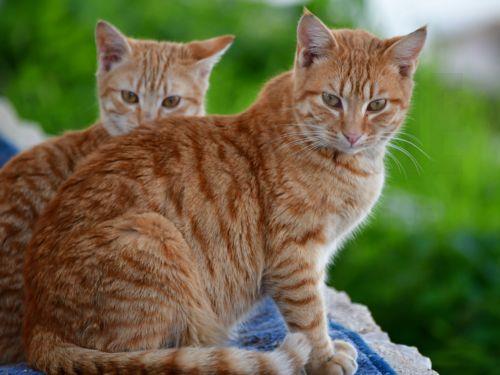 Άνω του 1 εκ. οι αδέσποτοι γάτοι είπε στη Βουλή η Α. Θεοδοσίου, ετοίμασε σχέδιο δράσης