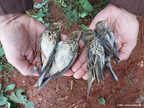 Αστυνομία και Υπηρεσία Θήρας κατάσχεσαν θηράματα σε περιοχές Μόρφου και στη Λεμεσό