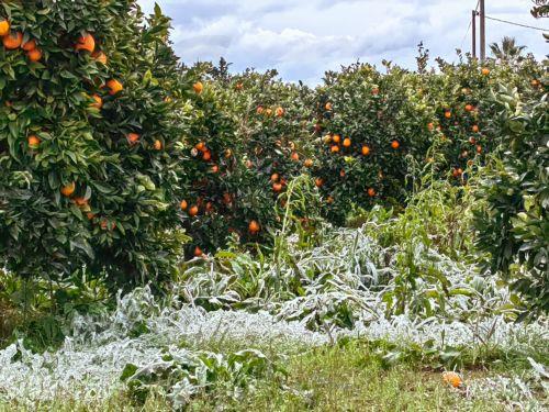 Αποδίδει καρπούς η βιολογική καταπολέμηση της ασιατικής ψύλλας, λέει το Τμήμα Γεωργίας