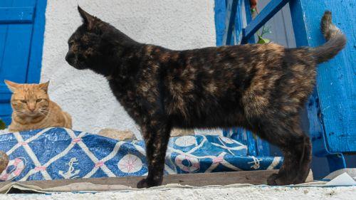 Ενημέρωση για το πρόγραμμα στείρωσης γατών ζητά το Κόμμα για τα Ζώα