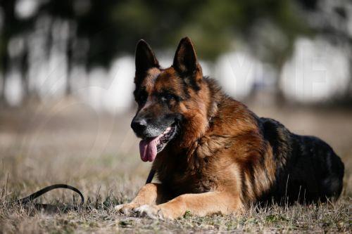 Ποινή φυλάκισης δέκα μηνών στον 58χρονο που τραυμάτισε σκύλο γείτονά του