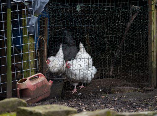 Η Αργεντινή αναστέλλει εισαγωγές πουλερικών από Βραζιλία λόγω γρίπης των πτηνών
