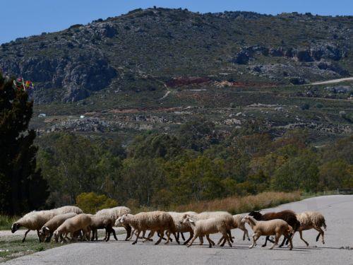 Βάρχελι για ευλογιά αιγοπροβάτων: Τρομερά επιβαρυντικήΕλλάδα - κίνδυνος εξάπλωσης