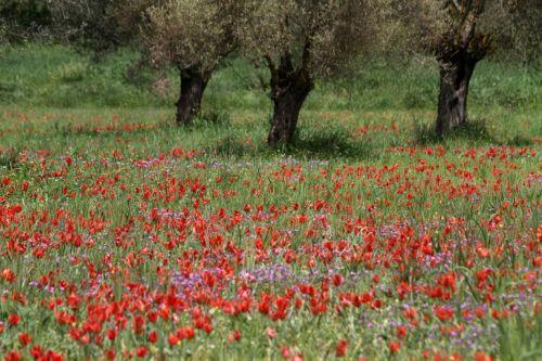 Το Υπουργείο Γεωργίας καλεί το κοινό να προστατεύσει την κυπριακή τουλίπα