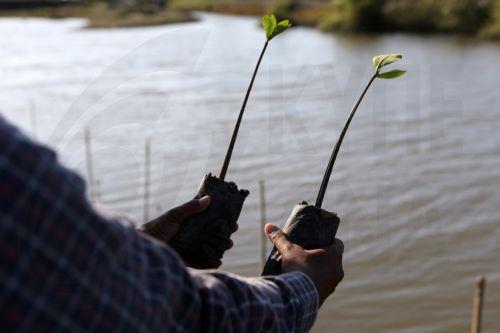 Δεντροφύτευση  με ξηρανθεκτικά είδη σε πυρόπληκτες περιοχές της Άλασσας