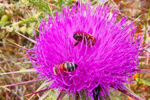 ​​​​​​​Θετικά μηνύματα από το μελισσοτροφικό πάρκο λέει το Τμήμα Δασών