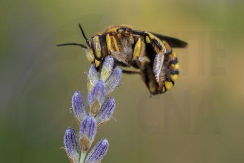 Πέραν των €338 χιλ. οι πληρωμές του Μελισσοκομικού Προγράμματος 2025