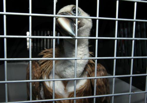 Cyprus launches “Raptors for LIFE” project for protection of three iconic birds of prey