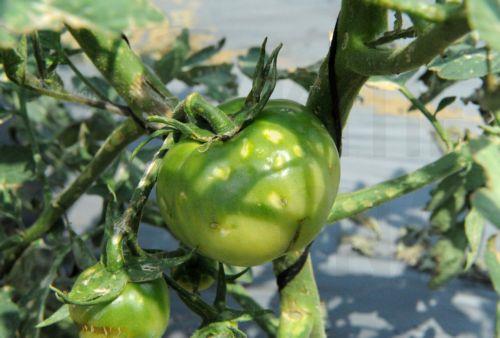 Περίπου €19 εκ. η οικονομική βοήθεια σε πληγέντες γεωργούς το 2025