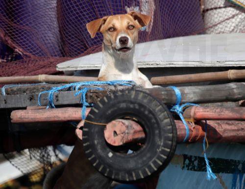 Dog abandonment problem worsens, officials tell CNA