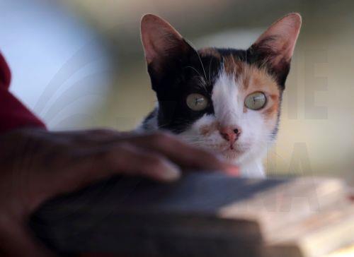Around 8,000 clinical FIP cases this year in Cyprus, Veterinary Association says