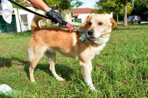 Kıbrıs’ta görme engelliler için rehber köpek hakkı gündemde