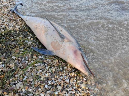 Προχώρησε στις προβλεπόμενες διαδικασίες λέει το ΤΑΘΕ μετά τον εκβρασμό νεκρού δελφινιού στην Πάφο