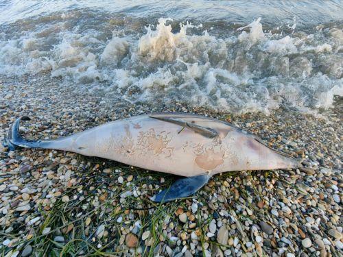 Νεκρό δελφίνι εκβράστηκε στην παραλία του Φάρου, σε εξέλιξη οι εξετάσεις για τα αίτια