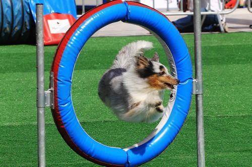 Ικανοποίηση Υπ. Γεωργίας για τροποποίηση νόμου για σκύλους