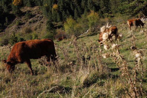 Έκλεισε προληπτικά το Λιβάδι Ακρωτηρίου για προστασία των ελεύθερων αγελάδων