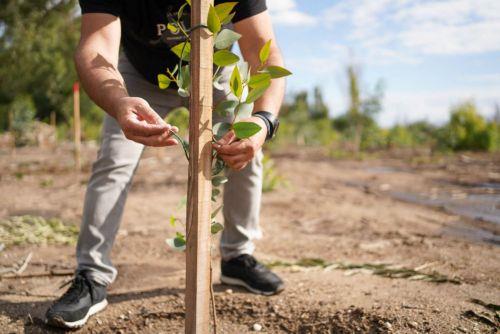Δενδροφύτευση Ελεγκτικής Υπηρεσίας στο Πάρκο Ακαδημίας σε συνεργασία με το Τμήμα Δασών