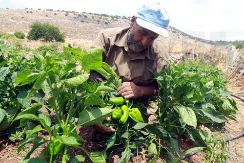 Πληθυσμοί φυτών σε εξαφάνιση εξαιτίας κλιματικής κρίσης λένε οι επιστήμονες