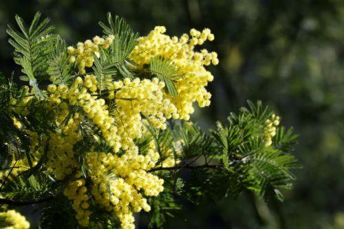 Το Καρναβάλι των Λουλουδιών πραγματοποιήθηκε στη Ντέμπρετσεν της Ουγγαρίας