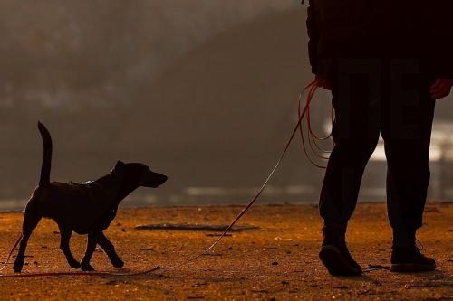 Διασφαλίζεται η ευημερία σκύλων, λένε οι Κτηνιατρικές Υπηρεσίες για καταφύγιο ζώων