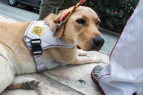 Mε πρόταση νόμου ρυθμίζεται η πρόσβαση ΑμεΑ σε χώρους με σκύλο βοηθείας