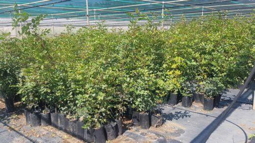 Στήριξη €1 εκ. σε γεωργούς για μείωση ενεργειακού κόστους λόγω ανομβρίας ενέκρινε το ΥΣ