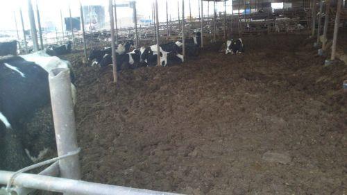 Δεν υπάρχουν τεκμήρια για παράνομη μεταφορά σανού από κατεχόμενα από 75χρονο, λέει στο ΚΥΠΕ ο Κωνσταντίνου