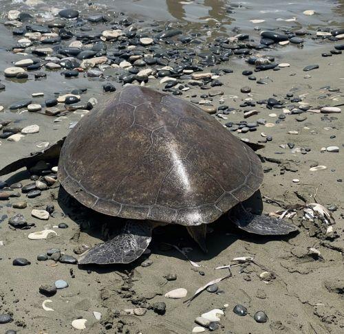 Πρέπει να ακολουθούνται οι ενδεδειγμένες διαδικασίες, λέει στο ΚΥΠΕ η Επ. Περιβάλλοντος για διερευνώμενο συμβάν με χελώνα