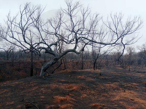 Επίπεδο κόκκινου συναγερμού για πρόκληση δασικών πυρκαγιών την Κυριακή