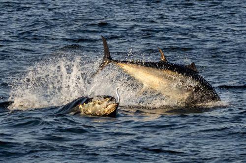 Cyprus hosts International Atlantic Tunas Conservation Commission meeting