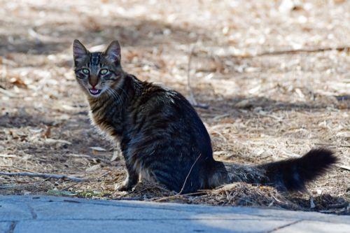 Η σχέση των ανθρώπων με τα ζώα ξεκινά από την οικογένεια είπε η Επ. Περιβάλλοντος