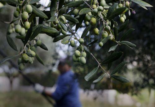 Σε υψηλό 19 μηνών ο Δείκτης Τιμών τροφίμων του ΟΗΕ λόγω αύξησης τιμών φυτικών ελαίων