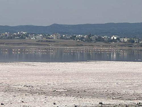 Flamingolar Larnaka Tuz Gölüne ulaştı