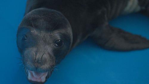 Cyprus authorities rescue monk seal pup, now in Greece for treatment [VIDEO]