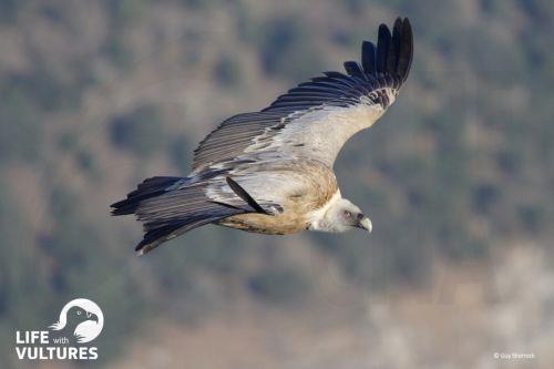 BirdLife: Μειώνεται ο κίνδυνος πρόσκρουσης πουλιών σε εναέριες γραμμές μετά τη συμφωνία για σήμανση