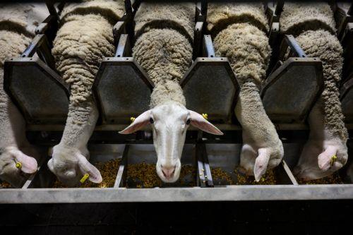 Nα εξεταστεί το κλείσιμο σημείων διέλευσης ως δραστικό μέτρο για αφθώδη λένε οι Σιτηροπαραγωγοί