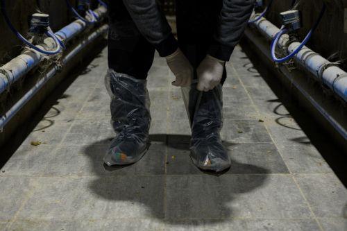 Σε ετοιμότητα για ό,τι ζητηθεί ο Δήμος Αραδίππου στο θέμα αφθώδους, λέει στο ΚΥΠΕ ο Δήμαρχος