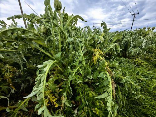 Ξεκίνησε η πληρωμή των εκταρικών επιδοτήσεων