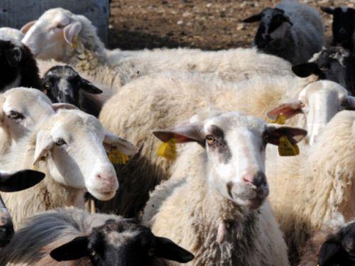 Tarım Bakanı KHAya açıkladı: Kıbrısta şimdiye dek veba vakası kayda geçmedi