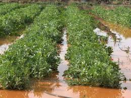 Επαναξιολόγηση τρόπου επιβολής ΦΠΑ στον πρωτογενή τομέα ζητά η Επ. Εμπορίου