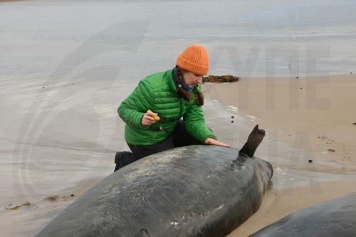 Eρευνα μετά τον εντοπισμό νεκρής φάλαινας στην πλώρη πλοίου στη Νέα Υερσέη