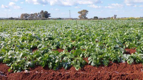 Επιδότηση για τις ζημιές που υπέστησαν το 2025, ζητούν οι πατατοπαραγωγοί